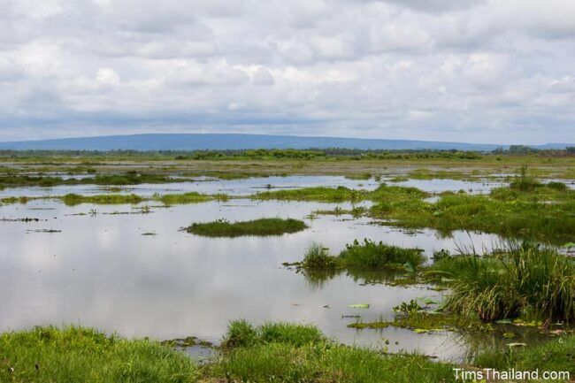 shallow lake with lots of grass growing in it