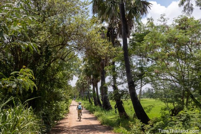 woman riding bike past suag palms and rice paddies