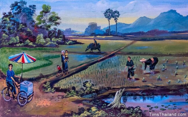 people in rice paddies