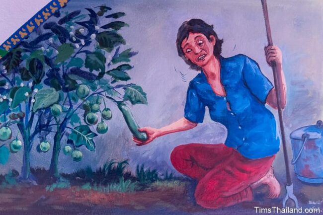 woman picking eggplants