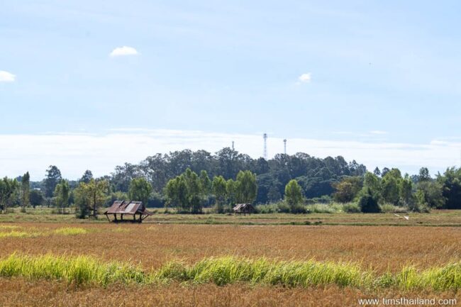 grove of trees in the distance