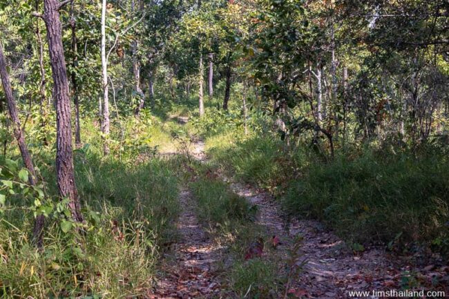 trail through forest