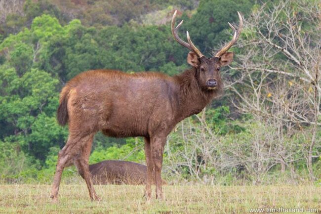 Thailand's Deer - Tim's Thailand