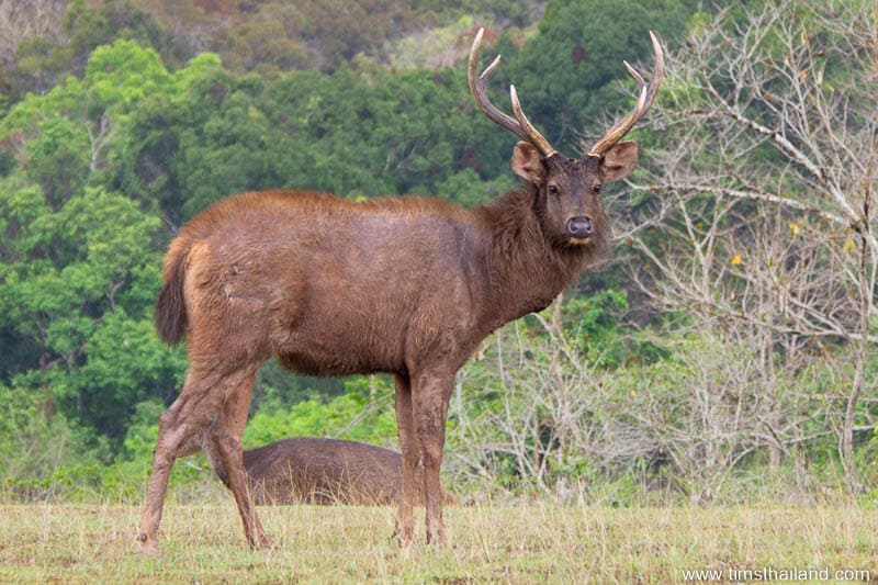 Male sambar deer