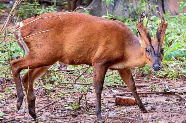 male barking deer