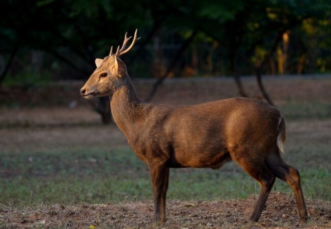 young Indian hog deer