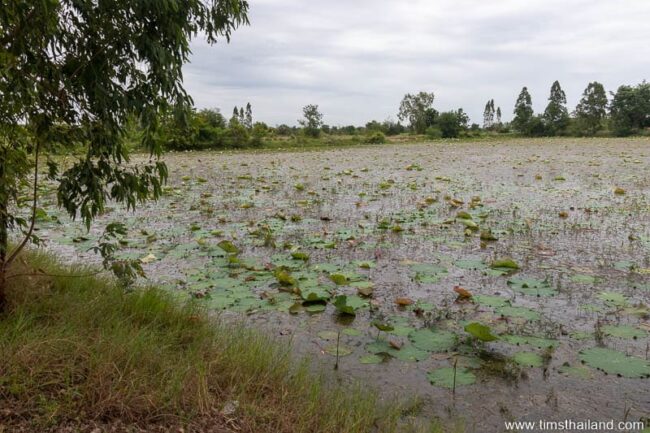 baray full of lotus and lilly