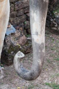 elephant's trunk