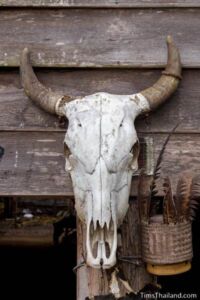 buffalo skull